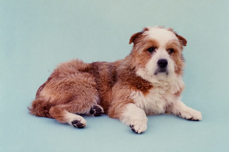 A relaxed shaggy-coated dog lying on a plain pale backdrop