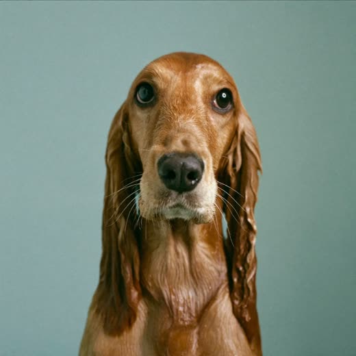 A wet spaniel mid-bath against a plain pale backdrop
